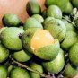 10 PCS Seeds Lemon Sweet Spanish Lime Tree