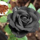 50 PCS Seeds Les Paul Super Black Beauty Rare Rose Flower 50 PCS Seeds Les Paul Super Black Beauty Rare Rose Flower