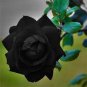 50 PCS Seeds Les Paul Super Black Beauty Rare Rose Flower