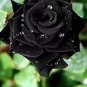 50 PCS Seeds Les Paul Super Black Beauty Rare Rose Flower