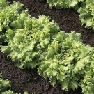 200 PCS Seeds Lettuce Fast Growing Vegetable Organic 200 PCS Seeds Lettuce Fast Growing Vegetable Organic