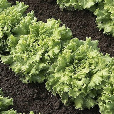 200 PCS Seeds Lettuce Fast Growing Vegetable Organic