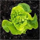 500 PCS Seeds Lettuce 'Tomy Thumb' Organic Vegetable 500 PCS Seeds Lettuce 'Tomy Thumb' Organic Vegetable