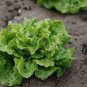 500 PCS Seeds Lettuce 'Tomy Thumb' Organic Vegetable