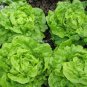 500 PCS Seeds Lettuce 'Tomy Thumb' Organic Vegetable