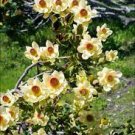 5 PCS Seeds Leucadendron STROBILINUM Garden Ornamental Plants 5 PCS Seeds Leucadendron STROBILINUM Garden Ornamental Plants