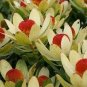 5 PCS Seeds Leucadendron STROBILINUM Garden Ornamental Plants