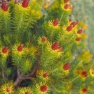 5 PCS Seeds Leucadendron TERETIFOLIUM Garden Ornamental Plants