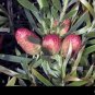 5 PCS Seeds Leucadendron TERETIFOLIUM Garden Ornamental Plants