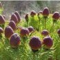 5 PCS Seeds Leucadendron TERETIFOLIUM Garden Ornamental Plants