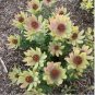 5 PCS Seeds Leucadendron TINCTUM Garden Ornamental Plants