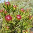 5 PCS Seeds Leucadendron ULIGINOSUM Garden Ornamental Plants 5 PCS Seeds Leucadendron ULIGINOSUM Garden Ornamental Plants