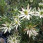 5 PCS Seeds Leucadendron ULIGINOSUM Garden Ornamental Plants