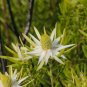 5 PCS Seeds Leucadendron ULIGINOSUM Garden Ornamental Plants