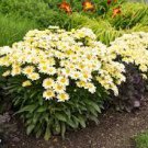 100 PCS Seeds Leucanthemum superba Banana Cream Shasta Daisy Flower
