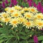 100 PCS Seeds Leucanthemum superba Banana Cream Shasta Daisy Flower