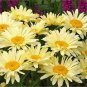 100 PCS Seeds Leucanthemum superba Banana Cream Shasta Daisy Flower