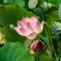 1 PCS Seeds Lewis Pink Nelumbo Nucifera Lotus Flower Pond Plant