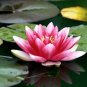 1 PCS Seeds Lewis Pink Nelumbo Nucifera Lotus Flower Pond Plant