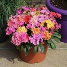 5 PCS Seeds Lewisia Cotyledon 'Galaxy Mixed' Flower
