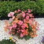 5 PCS Seeds Lewisia Cotyledon 'Galaxy Mixed' Flower