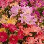 5 PCS Seeds Lewisia Cotyledon 'Galaxy Mixed' Flower