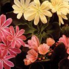 5 PCS Seeds Lewisia Cotyledon 'Galaxy Mixed' Flower Bonsai Plant