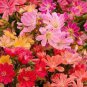 5 PCS Seeds Lewisia Cotyledon 'Galaxy Mixed' Flower Bonsai Plant