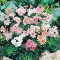5 PCS Seeds Lewisia Cotyledon 'Galaxy Mixed' Flower Bonsai Plant