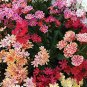 5 PCS Seeds Lewisia Cotyledon 'Galaxy Mixed' Flower Bonsai Plant