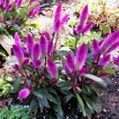 100 PCS Seeds Liatris spicata seeds Rare Flamingo cockscomb (celosia spicata)