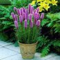 100 PCS Seeds Liatris spicata seeds Rare Flamingo cockscomb (celosia spicata)