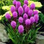 100 PCS Seeds Liatris spicata seeds Rare Flamingo cockscomb (celosia spicata)