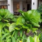40 PCS Seeds Licuala Cordate Rare