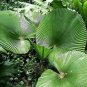 40 PCS Seeds Licuala Cordate Rare