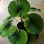 40 PCS Seeds Licuala Cordate Rare