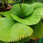 40 PCS Seeds Licuala Cordate Rare