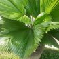 40 PCS Seeds Licuala Cordate Rare