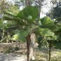 40 PCS Seeds Licuala Cordate Rare