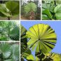 10 PCS Seeds Licuala grandis Palm Tropical Evergreen Fan-Shaped