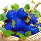 300 PCS Seeds Light Blue Strawberry Hybrid Seeds Giant Juicy Potted Fruit 300 PCS Seeds Light Blue Strawberry Hybrid Seeds Giant Juicy Potted Fruit