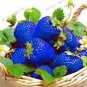300 PCS Seeds Light Blue Strawberry Hybrid Seeds Giant Juicy Potted Fruit