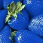 300 PCS Seeds Light Blue Strawberry Hybrid Seeds Giant Juicy Potted Fruit