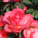 50 PCS Seeds Light Fragrant 'Garnet' Rose Bonsai Flowers