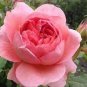 50 PCS Seeds Light Fragrant 'Garnet' Rose Bonsai Flowers