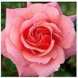 50 PCS Seeds Light Fragrant 'Garnet' Rose Bonsai Flowers