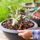 20 PCS Seeds Light Green Adenium Desert Rose 20 PCS Seeds Light Green Adenium Desert Rose