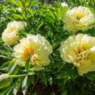 5 PCS Seeds Light Green Peony Tree Flower Seeds ball type big blooms garden plants 5 PCS Seeds Light Green Peony Tree Flower Seeds ball type big blooms garden plants