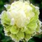 5 PCS Seeds Light Green Peony Tree Flower Seeds ball type big blooms garden plants