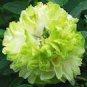 5 PCS Seeds Light Green Peony Tree Flower Seeds ball type big blooms garden plants